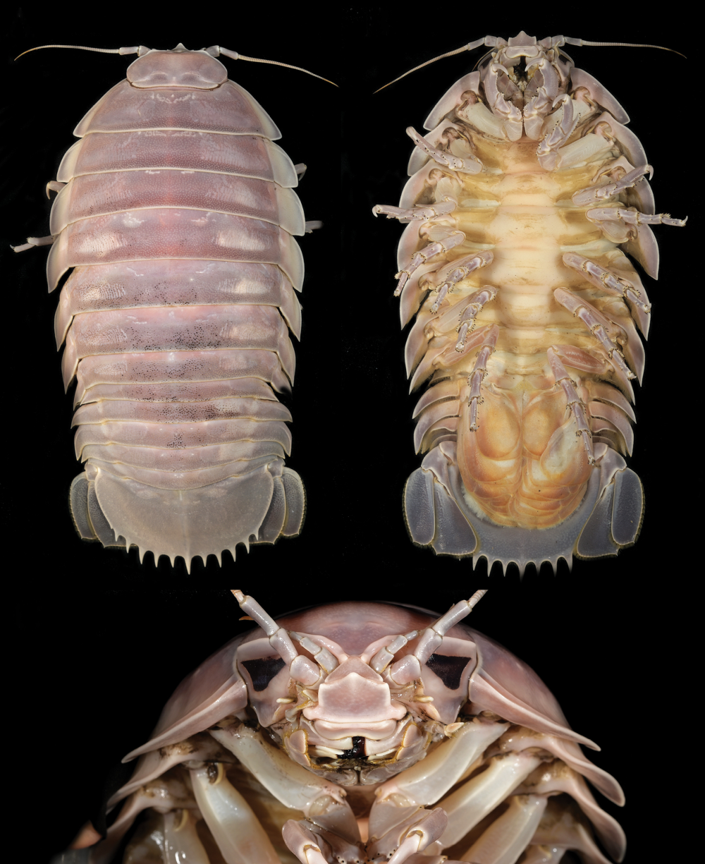 Top, bottom and frontal view of Bathynomus vaderi Top, bottom and frontal view of Bathynomus vaderi